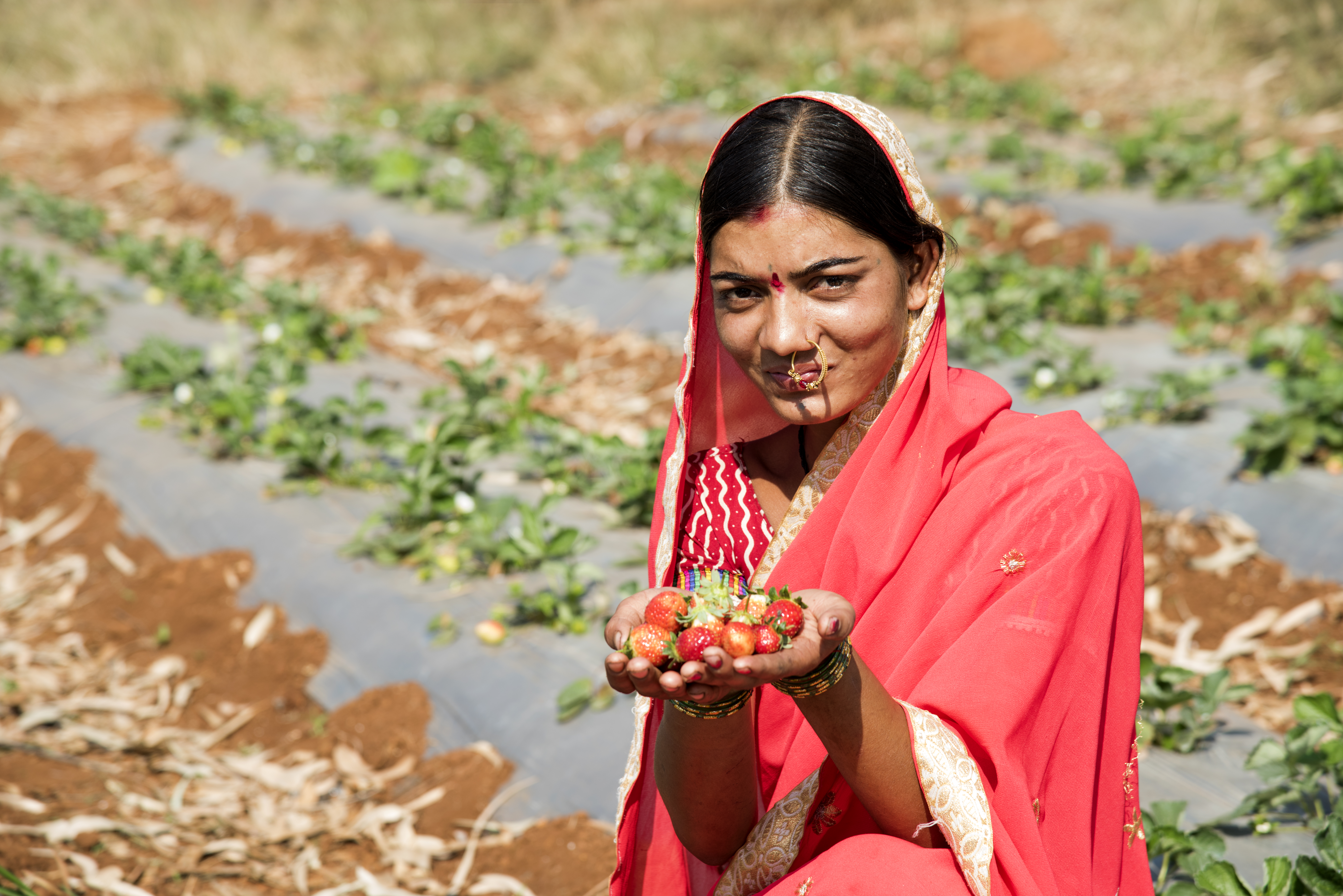 Mahabaleshwar - Where Strawberries Grow