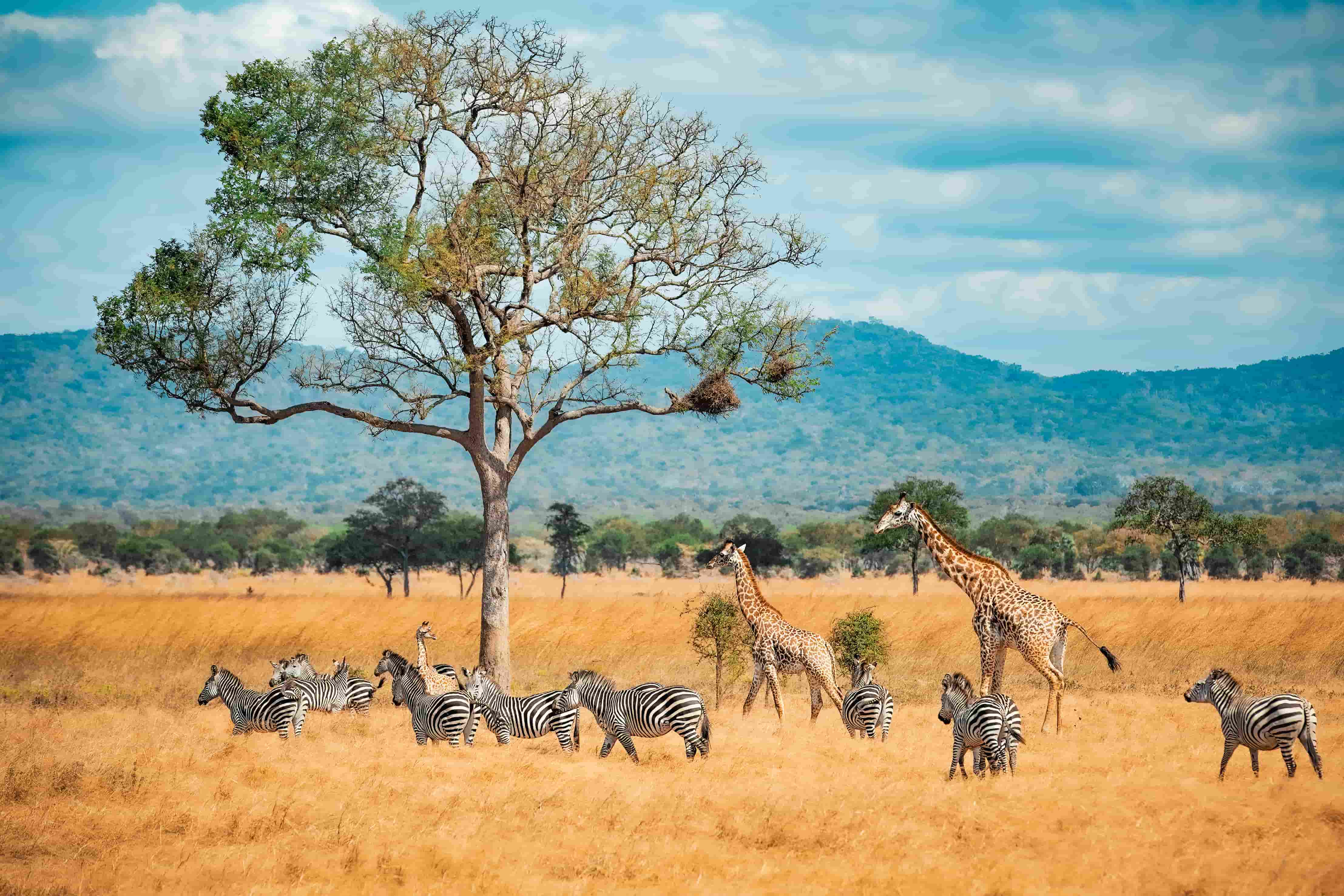 Big Five Classic Safari in Tanzania